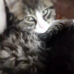 2 kittens