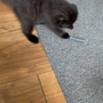 Scottish fold boy