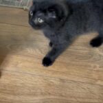 scottish fold kitten
