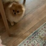 mini pomeranian girl