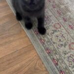 Scottish fold boy