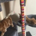 ginger tabby kittens