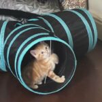 ginger tabby kittens