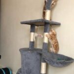 female ginger tabby kittens
