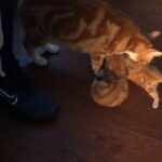 kittens