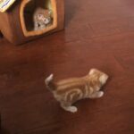 ginger white tabby kittens