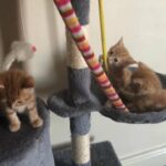 ginger tabby kittens