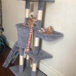 ginger tabby kittens