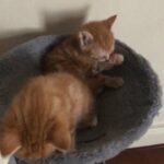girl ginger tabby kittens