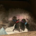 Persian chinchilla golden kittens for sale