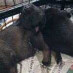Beautiful German Shepherd x Huskita puppies
