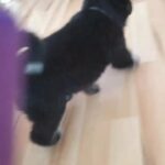 Akita German Shehpard