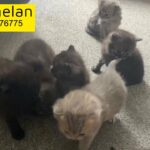 pedigree BSH kittens