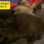 half Persian male kitten
