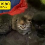 Persian mix