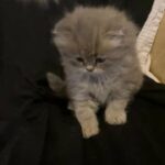 Persian kitten