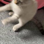 pedigree kitten