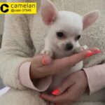 Pure white Chihuahua Boy