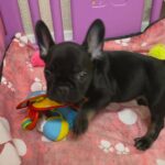 Gorgeous French bulldog puppy boy