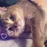 adult British shorthair
