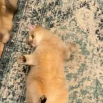 British shorthair cat