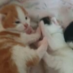 kittens