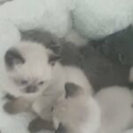 bsh