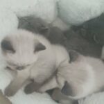 bsh kittens