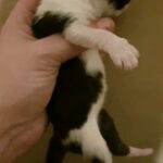 kitten