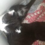 kittens ready for reserving