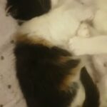 kittens for reserving