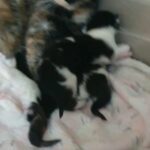 Black and white kitten left