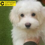 Lovely puppy Bichon Maltese in Wimbledon 