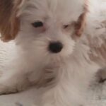 Bichon Maltese mini toy in Wimbledon 