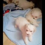 Lovely puppies Bichon Maltese mini toy