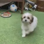 Bichon Havanese in London