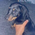 Female Dachshund lovely puppy ? in London