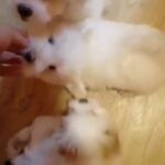 Lovely puppy Bichon Maltese mini toy