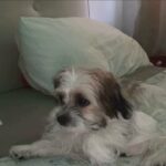 Male Bichon Havanese in London