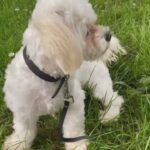 Bichon Frise male