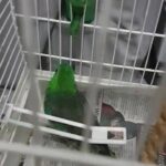 breeding pair red rump parrot