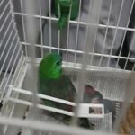 Red rump parrot