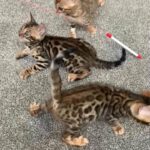 Top Quality Bengal Kitten