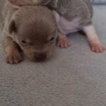 2 gorgeous lilac chihuahuas bro and sis