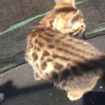 Bengal X kitten Sale