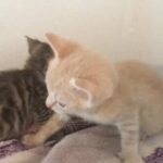 cut little Kitten for sale