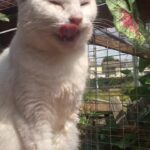 white and Ginger Female Kitten for sale