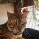 100% Bengal Tiger Male Cat for sale