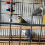 love bird pair