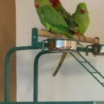 Ring neck parrots